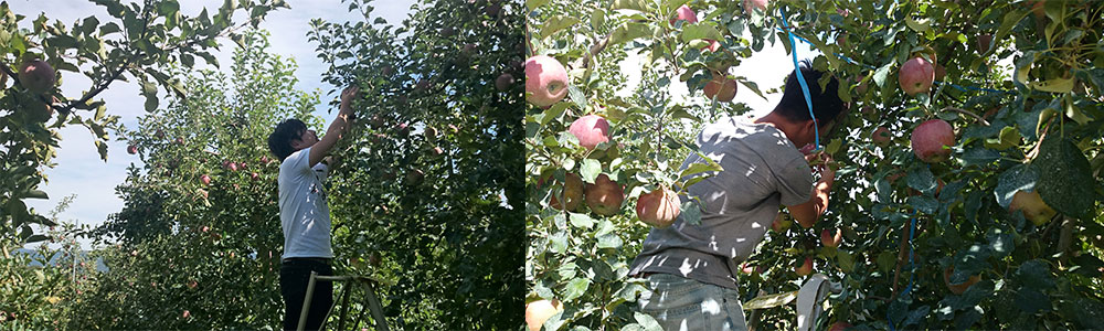 リンゴ収穫